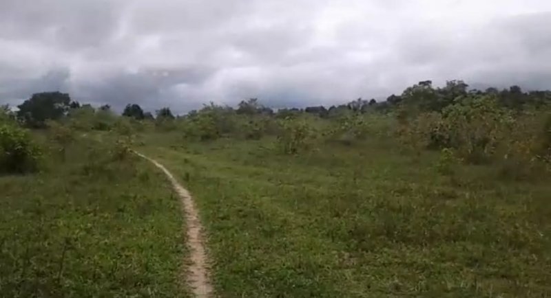 Fazenda - Venda - Área Rural - Canavieiras - BA